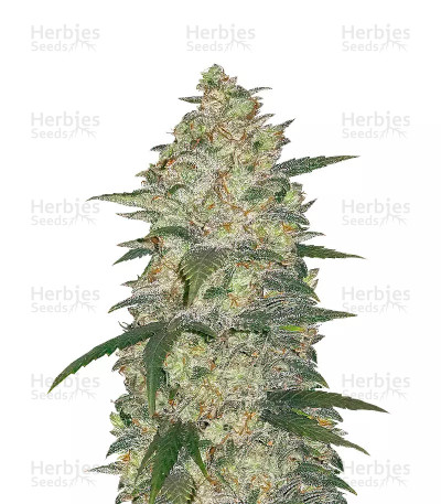 Original Auto White Widow — Fast Buds