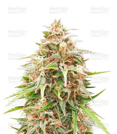 Shiva Skunk Automatic — Sensi Seeds