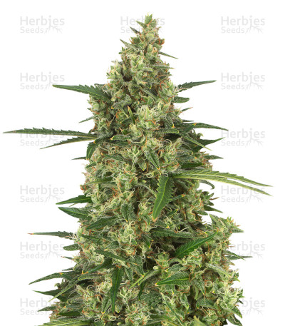 Head Stash Auto