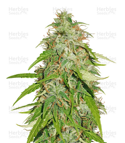 Northern Lights Automatic — Sensi Seeds