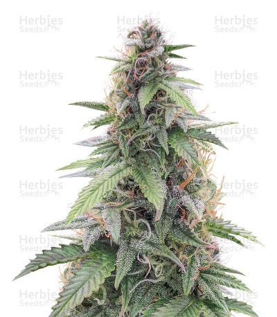 CBD Star