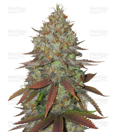 Cinnamon Buddha OG — Humboldt Seeds Organization