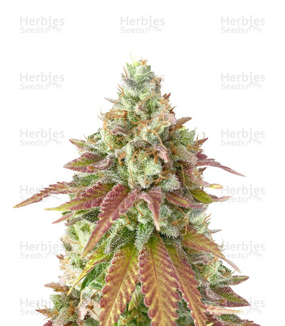 Original Cheese — Herbies Seeds