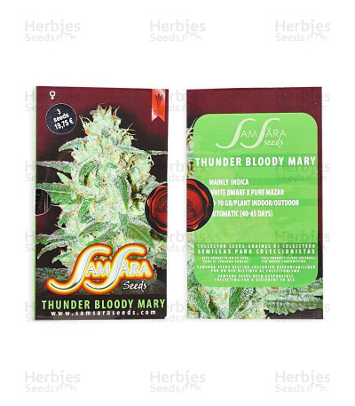 Thunder Bloody Mary Auto — Samsara Seeds