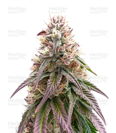 Black Cherry Punch — Growers Choice