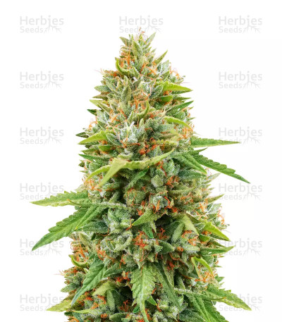 Do-si-Dos — Herbies Seeds