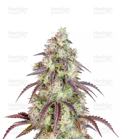 Lemon Pie Auto — Fast Buds