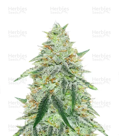 Orange Cream Pop — Humboldt Seed Company