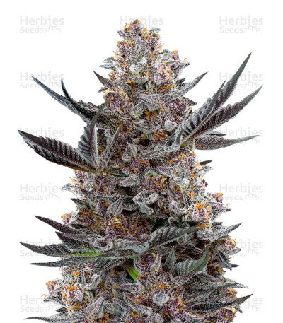 Forbidden Dream — Humboldt Seeds Organization