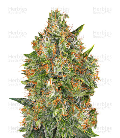 G13 Widow — Mr. Nice Seedbank