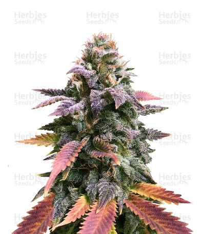 Laughing Buddha — Barney's Farm