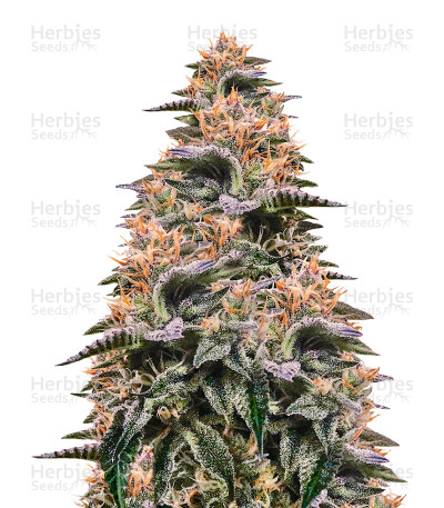 Strawberry Sorbet — DNA Genetics