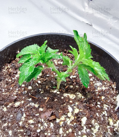 Blue Pyramid — Pyramid Seeds