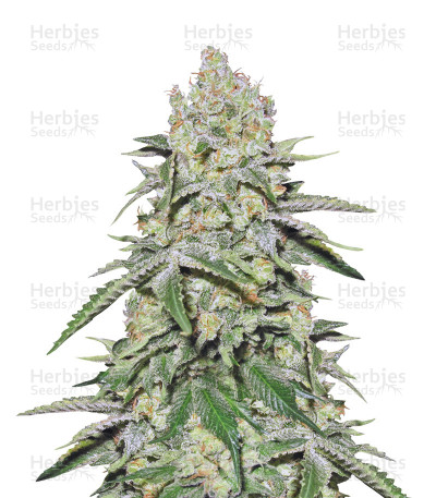 Cookies & Cream Cheese