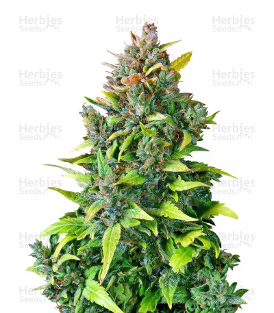 CBD Auto 20:1 — Fast Buds