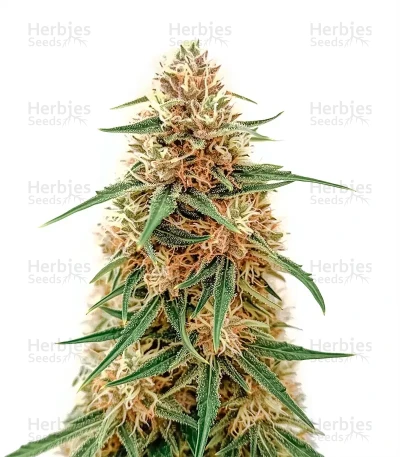 Doctor Shiva Auto