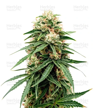 Durban Dew — Dutch Passion