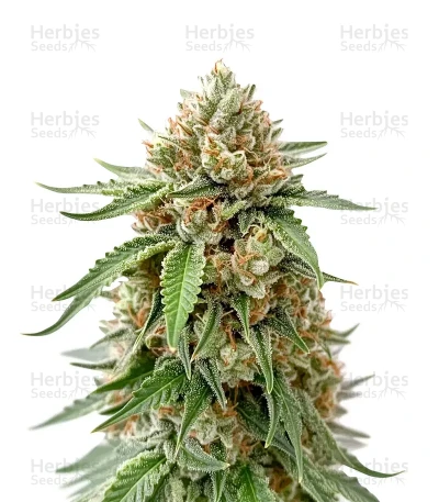 Ice Cream Haze — Dutch Passion