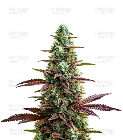 Platinum Cookies — World Wide Cultivars