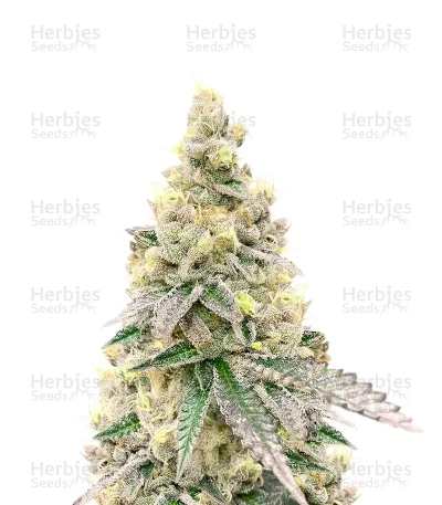 Purple Tropicana Cookies Autoflower — Seedkeepers
