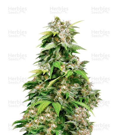 California Indica