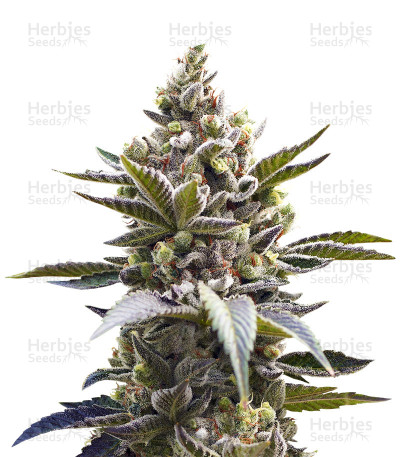 Cornbread — Rare Dankness Seeds