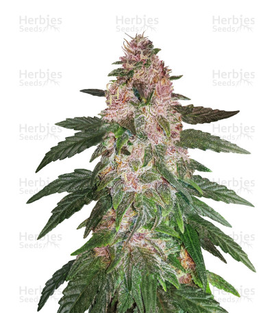 Gorilla Autoflowering — Dinafem Seeds