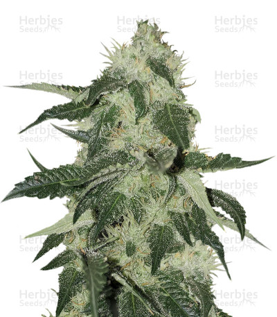 King Kong — Big Buddha Seeds