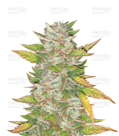 Purple Skunk Mass — Critical Mass Collective Seeds