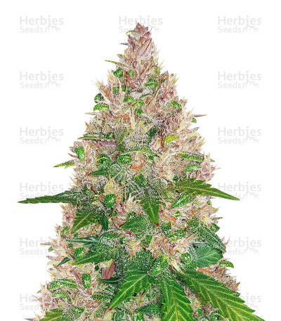 BlackBerry Autoflower — Herbies Seeds