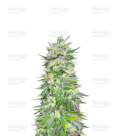Snow Bud — Dutch Passion