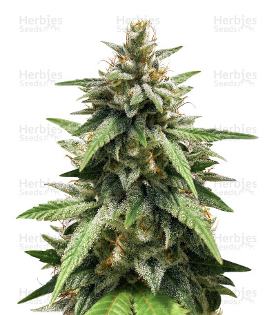 GG#4 Original Glue — Blimburn Seeds