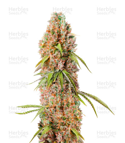 Green Crack Autoflower — Herbies Seeds