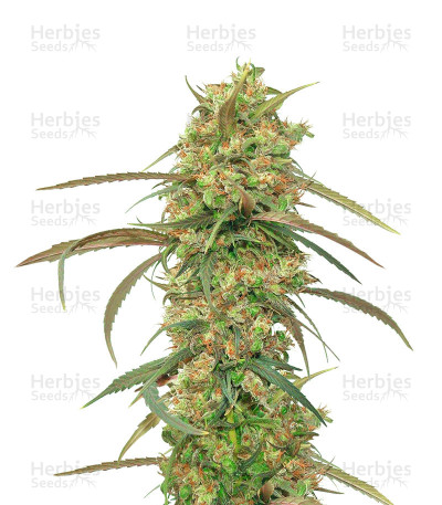 Haze x Kali China — Ace Seeds