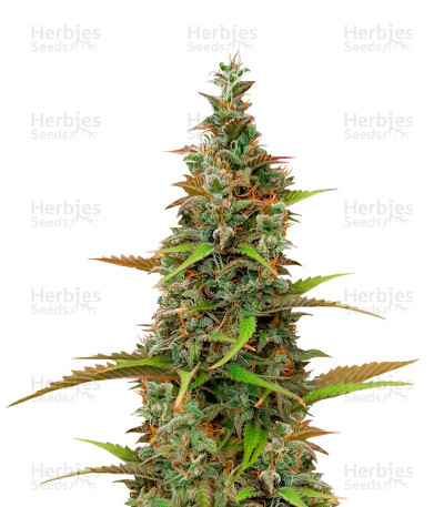 K.O Crop Auto