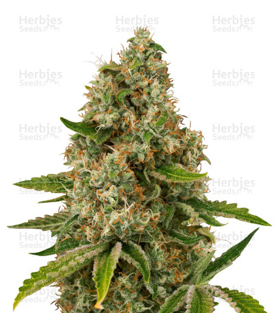 Silver Cheese