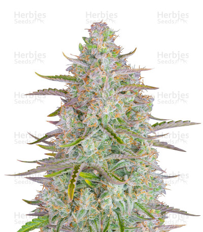 Wedding Cheesecake Auto — Fast Buds