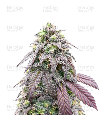 Bay Burger — Delicious Seeds