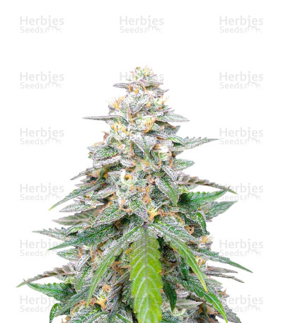 Biscotti — Herbies Seeds