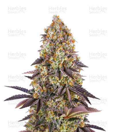 Gelato #45 — Barney's Farm