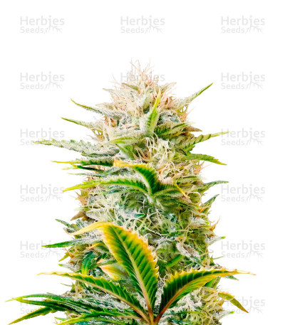 Gorilla Girl XL Auto — Sweet Seeds