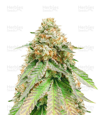 Louis XIII OG