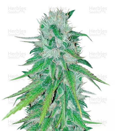Bubba Delight — CannaBioGen