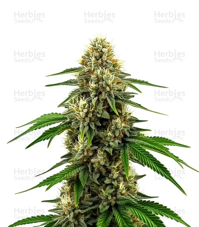 Future 1 — World Wide Cultivars