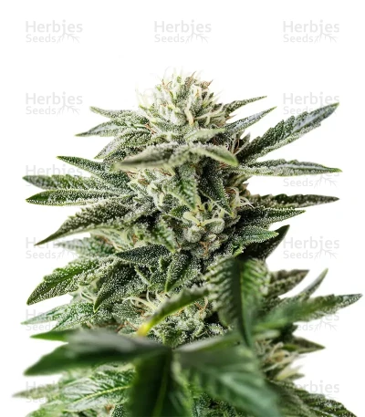 King's Kush CBD