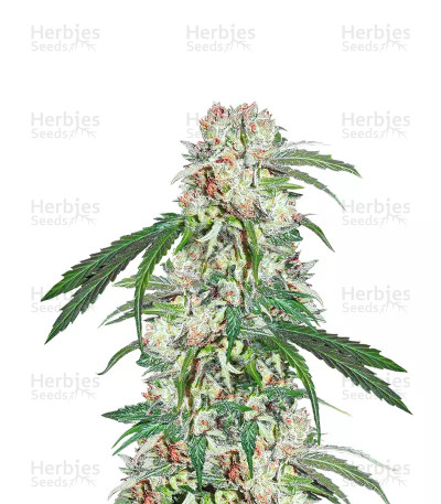 Zamaldelica x Kali China — Ace Seeds