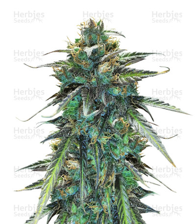 Congo x Kali China — Ace Seeds