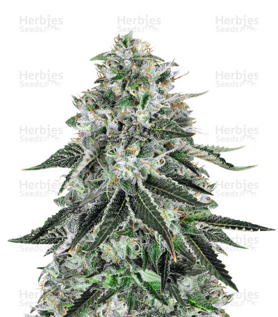 Dark Star x AK-49 — Vision Seeds