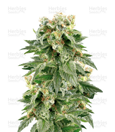 Double Gum — White Label Seed Company