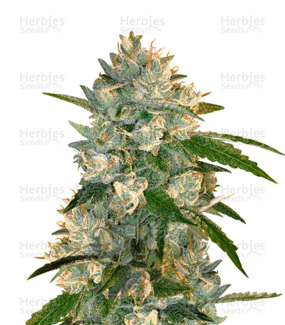 Kandy Kush